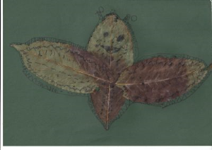 Nik Koblar, 2. razred