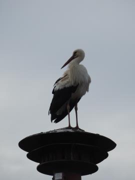 DSCN4190